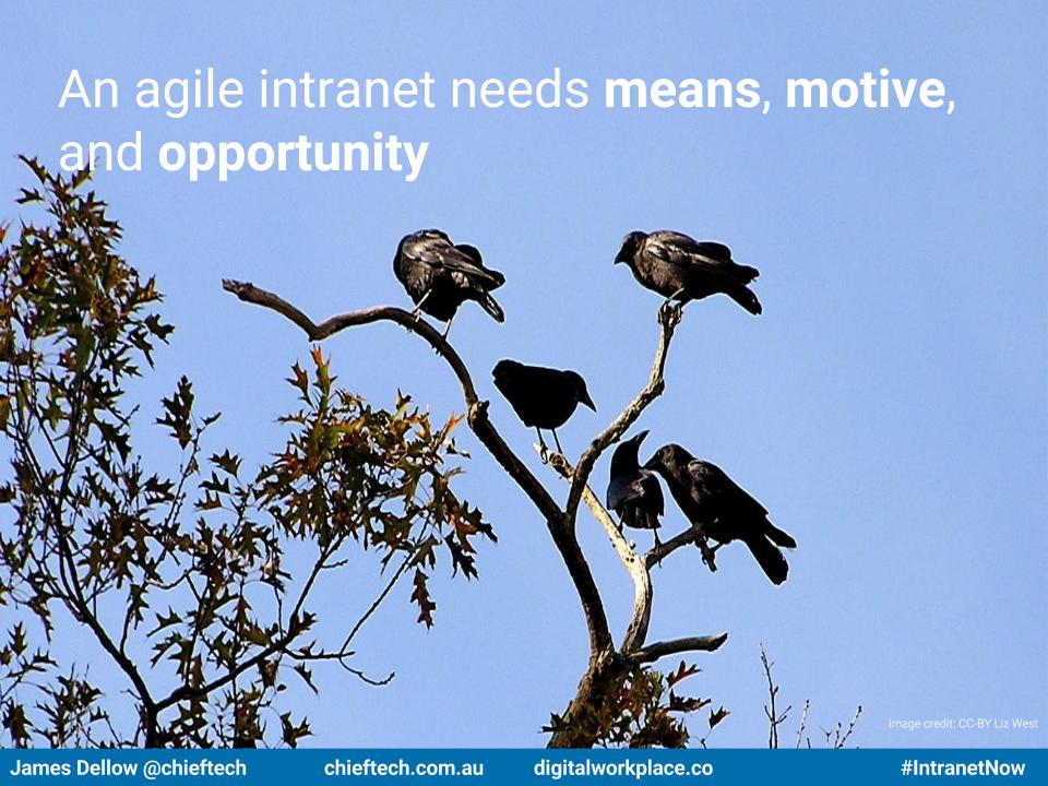 A flock of crows perched on a tree branch